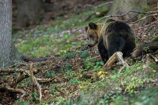 Scared brown bear, ursus arctos, going away and looking back in forest. Rear view of a shy mammal escaping from danger among trees. Animal wildlife with copy space.