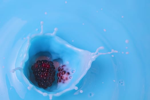 fruit splash milk splashing blackberries drop into yogurt dairy liquid blue milkshake drink