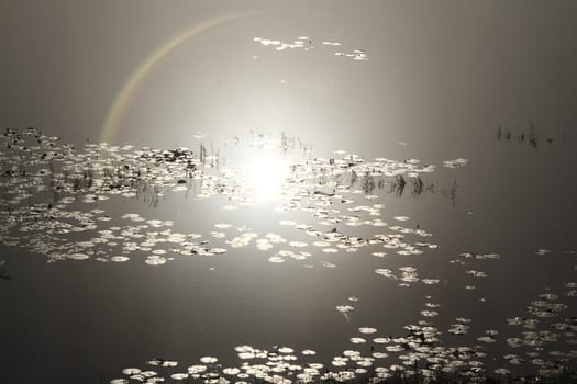 Reflection of moon on water with growing plants