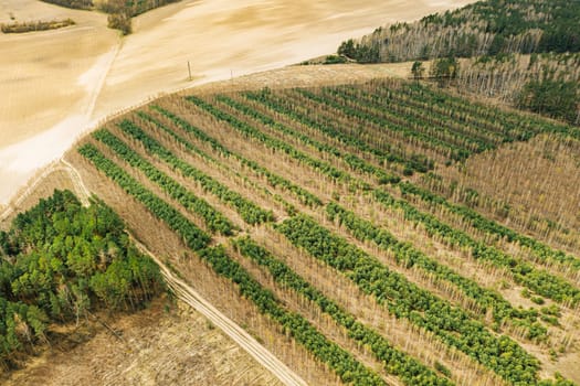 Young Mixed Forest In A Planted Forest Belt. Aerial View Of Forest Strips Landscape In Early Spring Sunny Day. Drone View. Bird's Eye View.