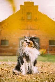 Tricolor Rough Collie, Funny Scottish Collie, Long-haired Collie, English Collie, Lassie Dog Posing Outdoors Near Old House.