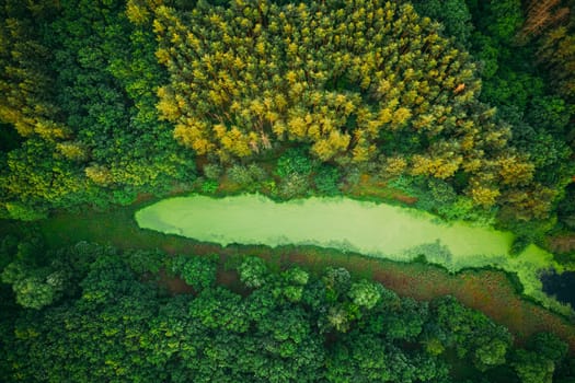 Elevated View Of Green Small Bog Marsh Swamp Wetland And Green Forest Landscape In Sunny Summer Day. Attitude View. Forest In Bird's Eye View.