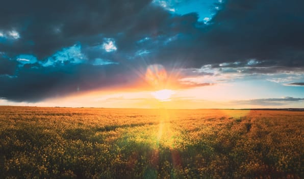 Sunshine During Sunset Above Rural Landscape With Blooming Canola Colza Flowers. Sun Shining In Dramatic Sky At Sunrise Above Spring Agricultural Rapeseed Field.