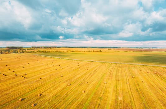 Aerial View Of Autumn Hay Rolls Straw Field Landscape. Haystacks, Hay Rolls. Harvest Season. Elevated View.