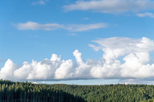 Blue sky with clouds and a strip of green fir trees as a background