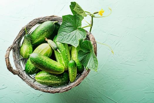 Cucumber picked in basket on green texture background. Cucumbers harvest in summer. Summer vegetables.