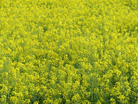 beautiful field of oilseed yellow flowers intense natural landscape