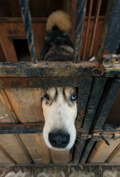 Blue-eyed husky dog that looks through a hole in the door of the enclosure. Sad dog locked in the cage. Lonely dog in the cage in animal shelter. Concept of taking animals from the shelter. Close up.