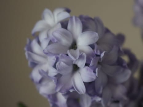 beautiful natural flowers aromatic spring romanticism gift