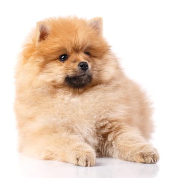 Light brown Pomeranian Spitz lies and poses in front of the camera. Studio shooting on a white background.