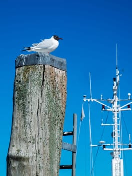 Seagull sitting on a pole in front of a blue sky and a ship's mast with antennas.