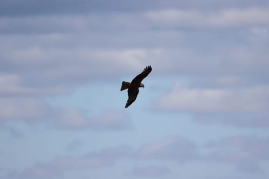 beautiful bird of prey eagle claws feathers speed flight