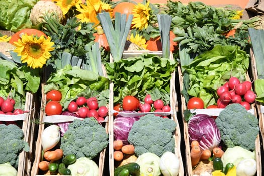 A colorful mix of fresh organic vegetables is offered at a market. In the picture are tomatoes,lettuce,celery,broccoli,radicchio,leeks,squash,hokkaido,zucchini and carrots.