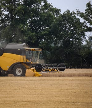 A yellow combine harvested a field of grain.
