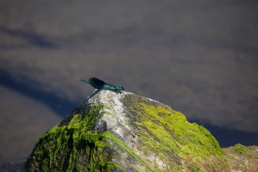 A blue banded damselfly on a rock by the water.