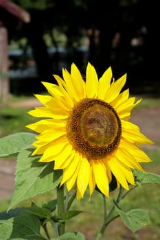 Portrait of a sunflower facing the sun.