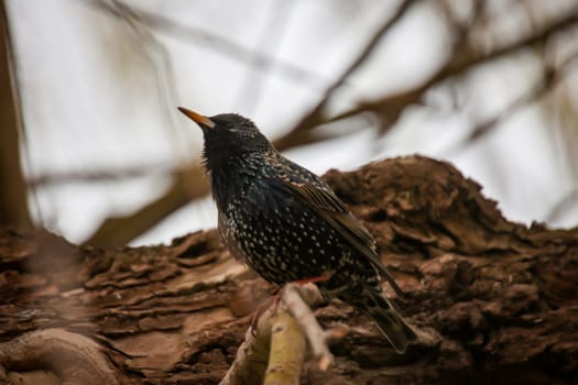 A starling sits on a branch near the nest.