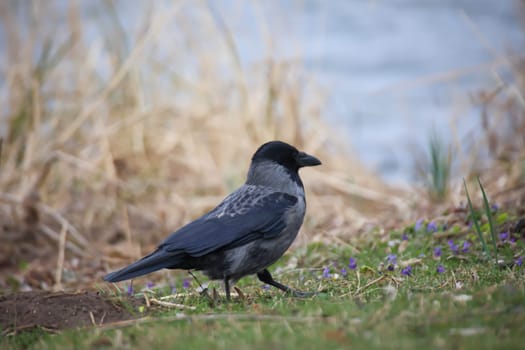 A carrion crow at the edge of a lake foraging.