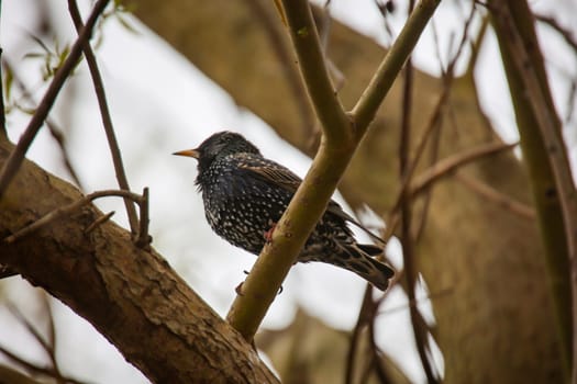 A starling sits on a branch near the nest.