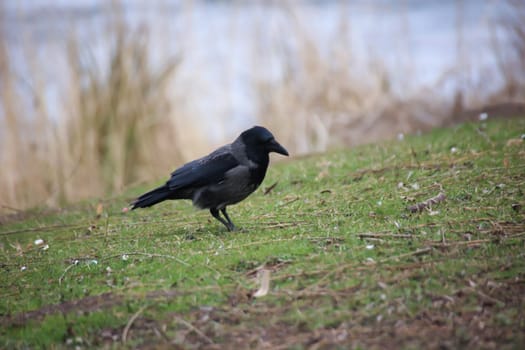 A carrion crow at the edge of a lake foraging.