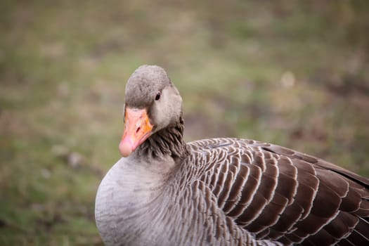 Portrait of a gray goose at a pond.