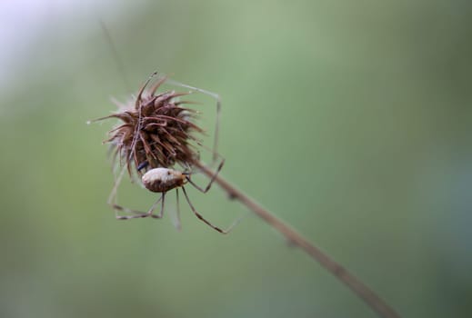 A weaver tick on a plant. Weaver tick belongs to the genus Phalangium.