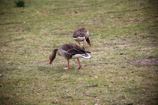 Portrait of a gray goose at a pond.
