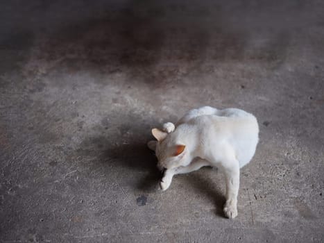 ANIMAL BACKGROUND . white cat on the floor and licks the paws .