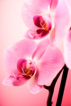 Beautiful pink orchid flower on pastel background closeup. Fine art wallpaper design.