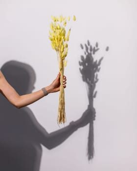 Bunch of natural yellow lagurus in female hand on white background. Unknown woman florist holds dried flowers to decorate flower arrangements or home interior. Shade of flowers and hands on the wall.