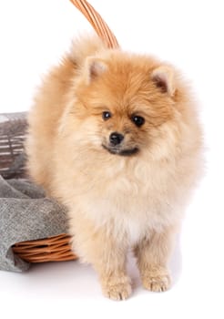 Portrait of a Pomeranian Spitz puppy in wicker basket on black background. Studio shooting.