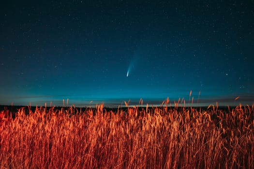 Belarus. 17 July 2020. Comet Neowise C/2020 F3 Shines Bright In The Night Starry Sky Above Young Wheat Field. Night Stars Above Summer Agricultural Field In July Month. Comet At A Distance Of 104 Million Kilometres.