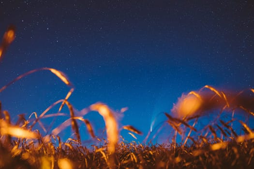 Belarus. 17 July 2020. Comet Neowise C/2020 F3 Shines Bright In The Night Starry Sky Above Young Wheat Field. Night Stars Above Summer Agricultural Field In July Month. Comet At A Distance Of 104 Million Kilometres.