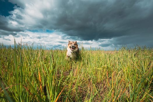Angry Aggressive Mad Dog Running Outdoors In Green Meadow On Camera.