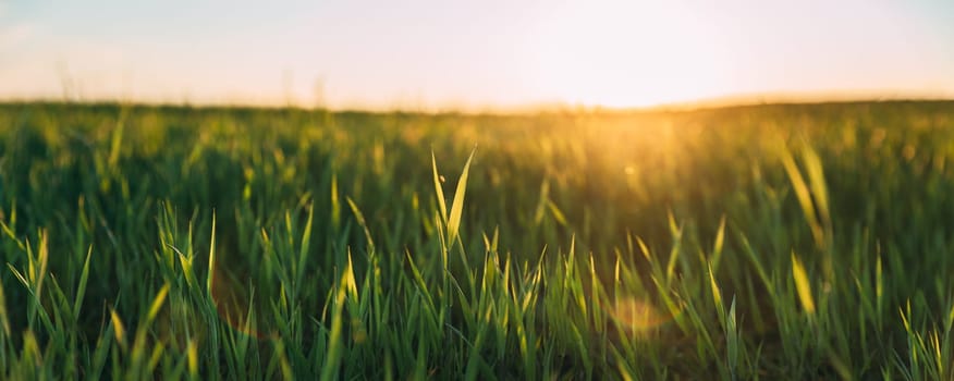Close Up Young Wheat Shoots In Sunset Sunrise Sunlight. Countryside Rural Field With Young Wheat Sprouts In Spring Summer Evening. Beauty In Agricultural Field. Panorama.