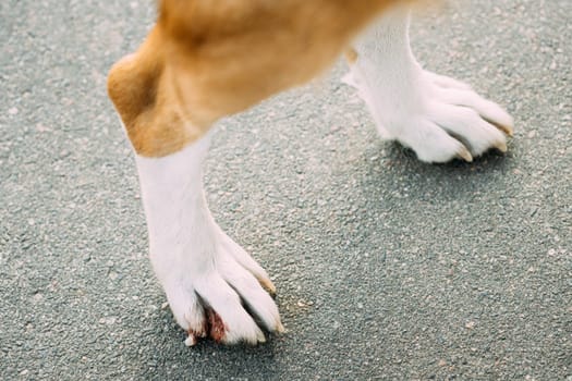 Damaged Claw And Finger In Dog. Dog's Paws Close Up.