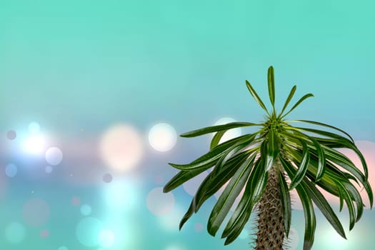 Palm tree over abstract blurred sunny tropical beach background. Madagascar palm cactus growing in Madagascar and Africa. Succulent plant.