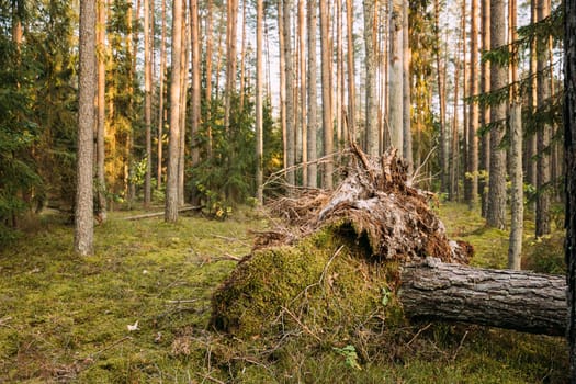 Fallen Old Pine Tree Trunk. Windfall In Forest. Storm Damage. Fallen Tree In Coniferous Forest After Strong Hurricane Wind
