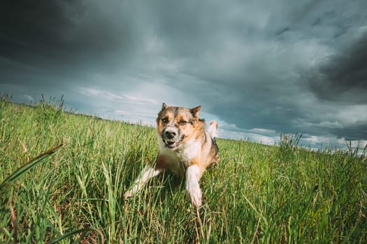 Angry Aggressive Mad Dog Running Outdoors In Green Meadow On Camera.