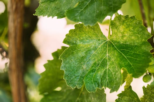 Powdery Mildew On Leaves Of Grape. Plant Disease. Bad Harvest. Plant Disease.