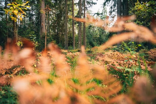 Pine Trees Trunks. Woods In Coniferous Forest. Autumn Pinewood, Evergreen Pines. Beauty in nature, view form fern leaves.