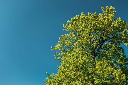 Tall Oak Trees With Young Spring Foliage Leaves. Spring Upper Branches Of Woods In Deciduous Forest Park. Beautiful Nature.