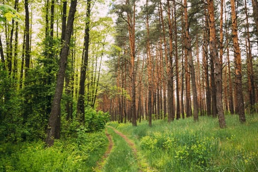 Fairy Forest Lane Road Through Summer Green Mixed Deciduous And Coniferous Forest. European Nature.