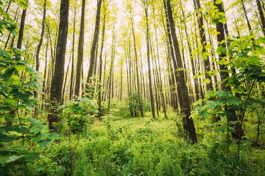 Fresh Spring Green Leaves Lush In Deciduous Forest. European Nature.