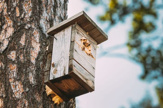 European Hornets Have Occupied Whole Birdhouse With Their Nest.