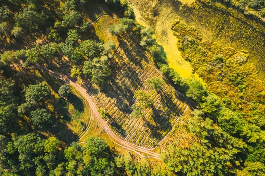 Aerial View Green Forest Deforestation Area Landscape. Top View Of New Growing Forest. European Nature From High Attitude In Summer Season. Drone View. Bird's Eye View.