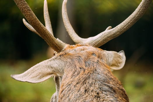 Close Up Of Antlers Of Male European Red Deer Or Cervus Elaphus In Autumn Forest. Belarus.