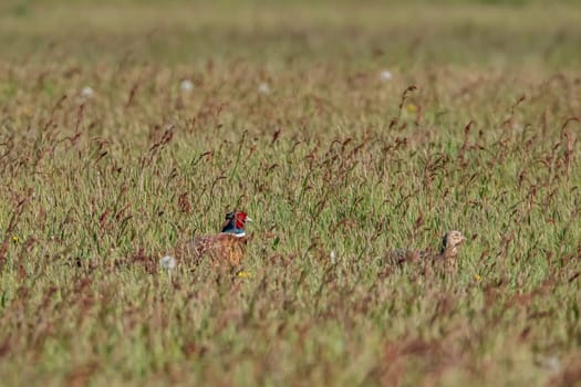 Pheasant in a wildflower meadow