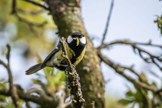 Great tit sits in the branches