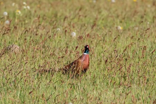 Pheasant in a wildflower meadow